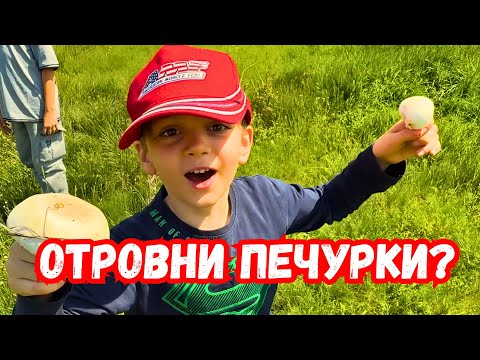 Видео: Отровни #печурки?