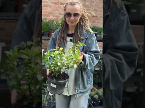 Видео: Екскурсія по садовому центру "Сад Крона" (Вінниця) #садкрона #садовийцентрвінниця #ландшафтнийдизайн