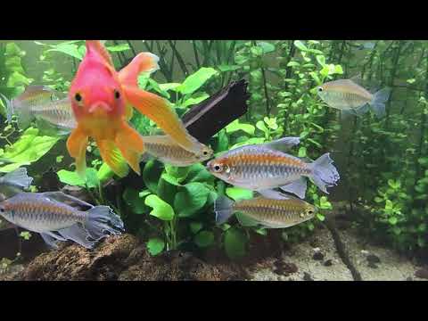 Видео: Аквариум 220л с золотухами и тетрами конго