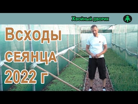 Видео: Выращивание ели голубой,туи,сосны из семян.Всходы 2022 года!