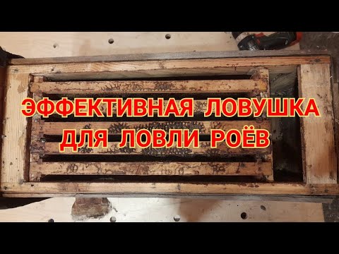 Видео: О ЛОВУШКЕ ДЛЯ РОЁВ И ИСПОЛЬЗОВАНИЯ ИХ НА ПАСЕКЕ.