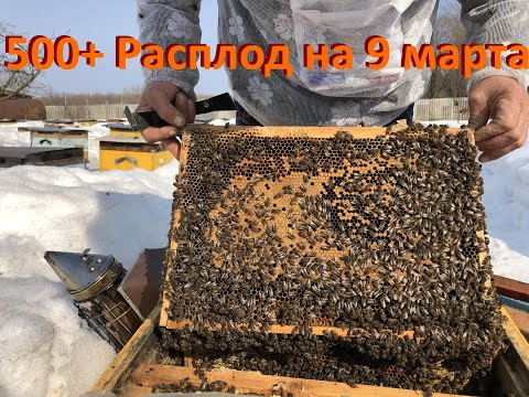 Видео: 500+ Результат сверхранней выставки. Состояние расплода на 9 марта.