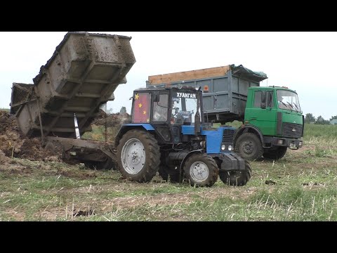 Видео: вывоз навоза в поле тракторами МТЗ.машинами МАЗ. 2021