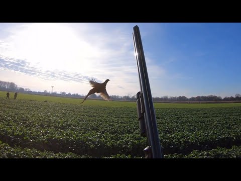 Видео: Охота на фазана - стоять, стрелять, ловить