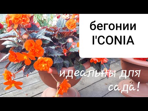 Видео: Вегетативные бегонии I'CONIA PORTOFINO.  Мои наблюдения! Сохраняю черенком!