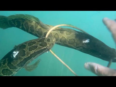 Видео: Сыр Дарья куда рыба пропала//Худжанд//ПО