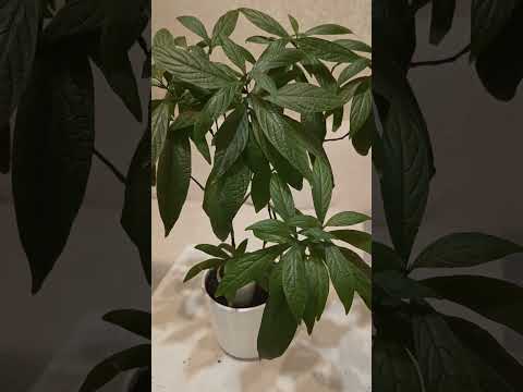 Видео: Пахистахис . Размножение 2 часть