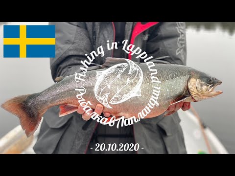 Видео: Рыбалка на севере Швеции в округе Сторуман. Ловля палии на отводной поводок с грузом.
