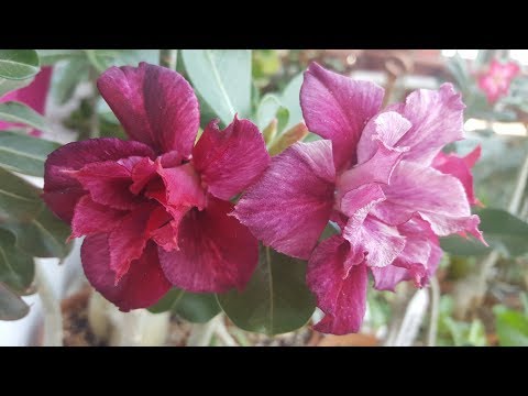 Видео: Недостаток влаги у Адениума! ..или гниль? ))  И цветы! )