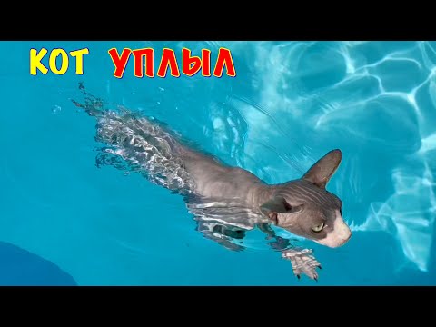 Видео: Кот ПЛАВАЕТ в САМОМ БОЛЬШОМ БАССЕЙНЕ 😱 Кот Миллион
