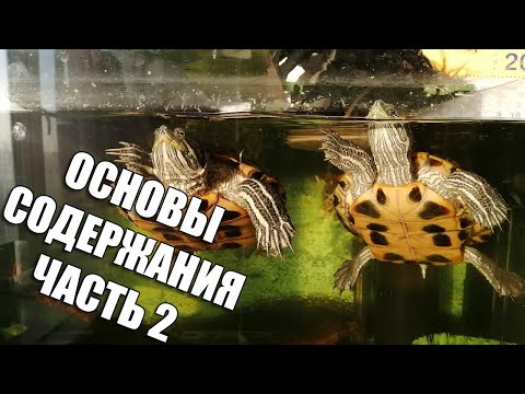 Видео: Основы содержания красноухих черепах, часть 2