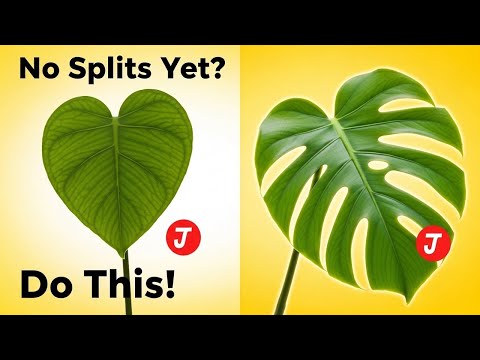 Видео: Почему у вашей монстеры нет трещин на листьях (и как их быстро получить)