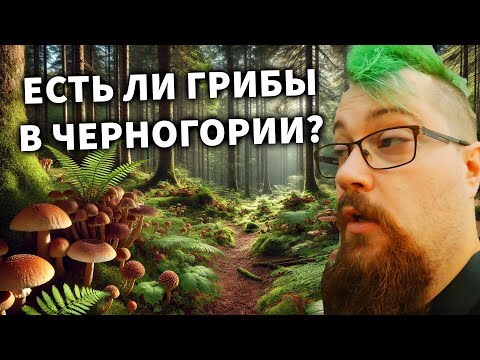 Видео: Собрали грибы в Черногории и ВТОРАЯ МАШИНА ТОЖЕ СЛОМАЛАСЬ