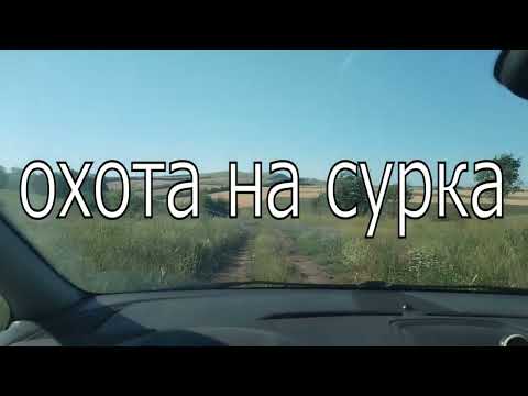 Видео: охота на сурка