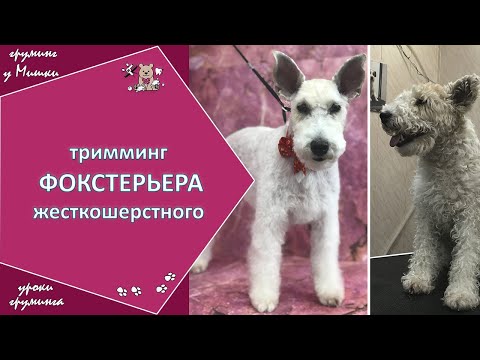 Видео: Тримминг фокстерьера жесткошерстного, Видео #1. Зоосалон у Мишки. Уроки груминга.