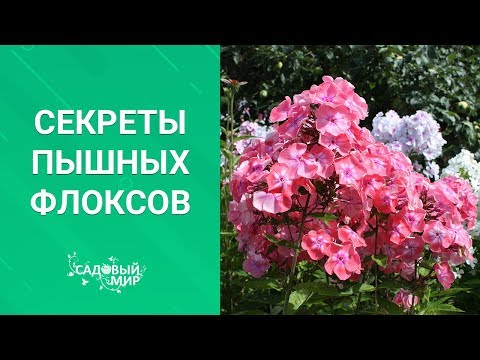 Видео: Секреты пышных флоксов