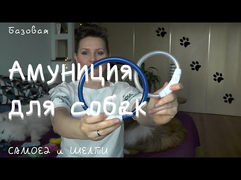 Видео: Амуниция для собак | Шелти и Cамоед