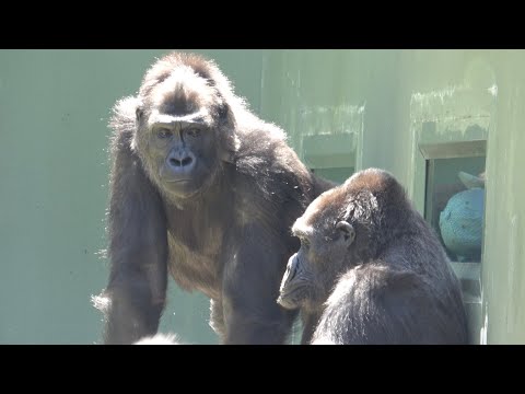 Видео: Даже Энни хочет, чтобы ее побаловали Nene⭐️A день с множеством достопримечательностей.