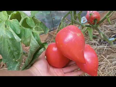 Видео: СИБИРЬ. ОБЗОР ТЕПЛИЦ, СО СПЕЛЫМИ ТОМАТАМИ 🍅. 2025.