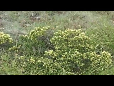 Видео: Преспа