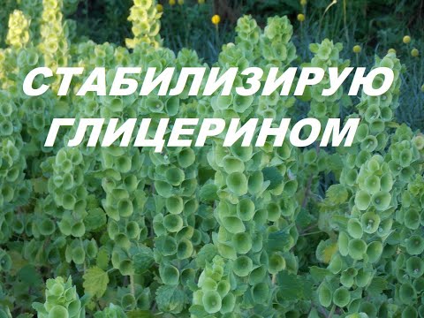 Видео: МОЛЮЦЕЛЛА. Вырастила и застабилизировала глицерином.