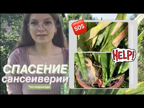 Видео: 🆘 Спасение сансеиверии из подъезда 🌱 | Июль’23