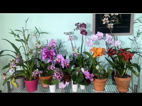 Видео: Мои короли и королевы или 18 орхидей за 19 минут😁. Цветение ноября 2023. Каттлея, фаленопсис 😁❤️