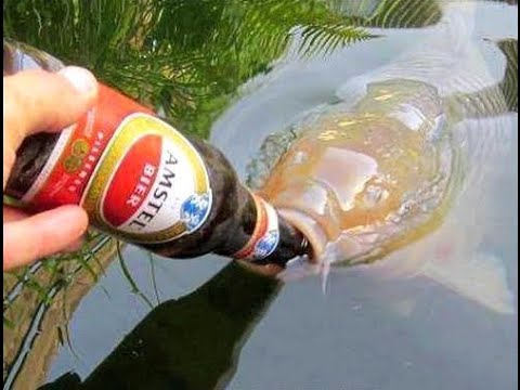 Видео: Вечерний рандом