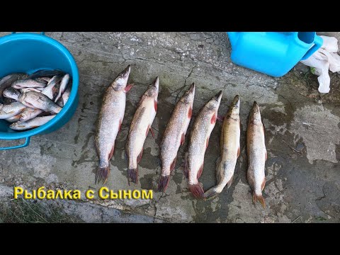 Видео: Рыбалка с сыном на щуку!!!#щуканаспиннинг #