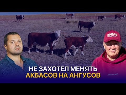 Видео: Казахская белоголовая — беспроблемный скот для севера Казахстана | КХ Кайрат