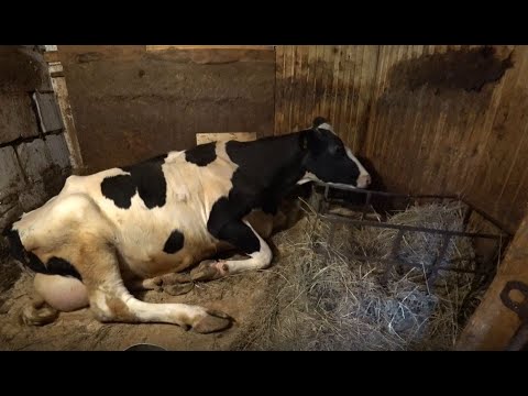 Видео: Не запускайте корову, пока не посмотрите этот ролик!!!