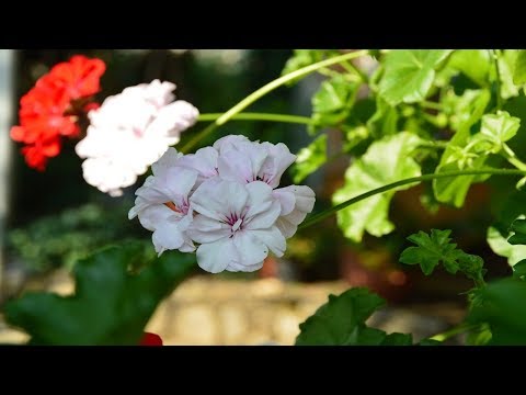 Видео: Пеларгония плющелистная, зачем делать летнюю обрезку?  Как укоренять черенки пеларгонии?