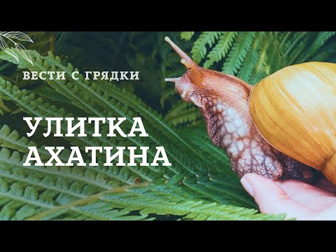 Видео: Улитка ахатина: все тонкости содержания в домашних условиях