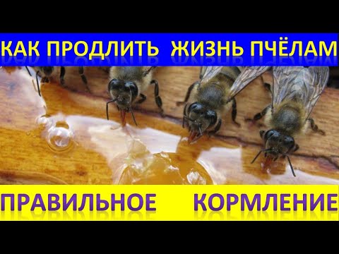 Видео: Как продлить жизнь пчёлам. Правильный корм. Сироп инвертированный. Рецепт приготовления.