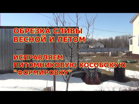 Видео: Обрезка сливы весной и летом. Однобокую уравновешиваем