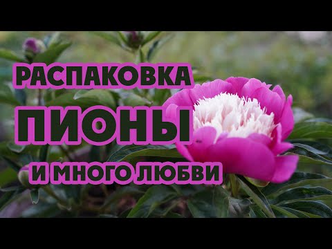Видео: Пионы. Распаковка. Посылки с теплом.