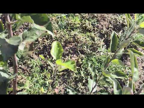 Видео: +992900004489.Барои шумо аз себҳои беҳтарини ҷаҳонӣ аз тагпайванди М9 ва ММ106  боғҳо бунёд мекунем.