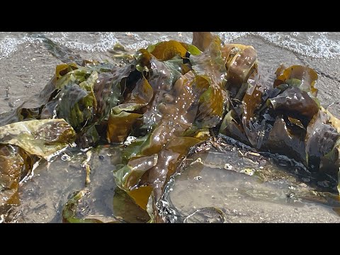 Видео: 09 мая 2025 года. Сахалин, Анивский район. Прогулка вдоль линии моря.