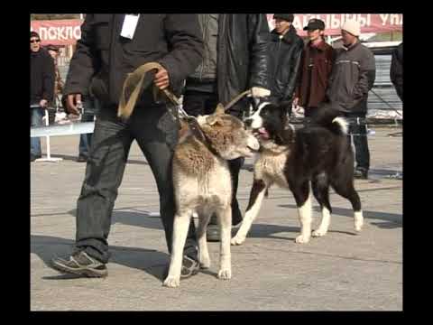 Видео: Охота с лайкой в Якутии