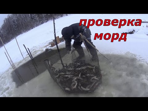 Видео: Проверка морд, зачем нам столько. Отпускаем рыбу.