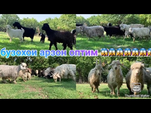 Видео: 15 САР БУЗХОИ АРЗОН ОМАД УСПЕТ КУНИТОН АДРЕС Ш ХУЧАНД 29 октября 2025 г.