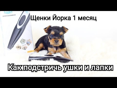 Видео: Как подстричь ушки и лапки  щенкам 1 месяц