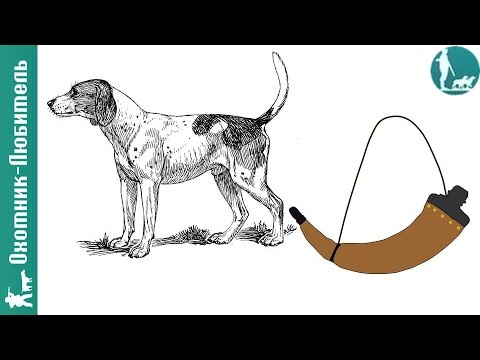 Видео: Как ПРАВИЛЬНО вести себя под гончими? Охотник-Любитель