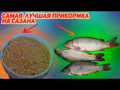 Видео: Лучшая прикормка на сазана.