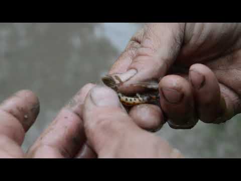 Видео: Где живут тритоны. Нескучная жизнь.