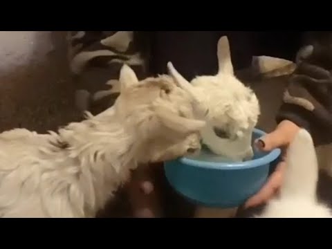 Видео: Управа/ Дойка Козы/Кормление Козлят/ На всех МОЛОКА не хватает😊