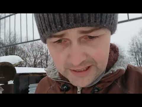 Видео: Как выбрать поросенка на откорм и племя || Обзор хороших поросят мясного направления