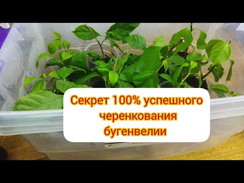 Видео: Размножение бугенвелии.#бугенвиллия #размножениебугенвелии#цветыдлядома #bugenvile