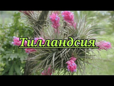 Видео: Тилландсия - атмосферное растение.