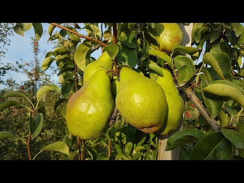 Видео: Груша Ноябрьская